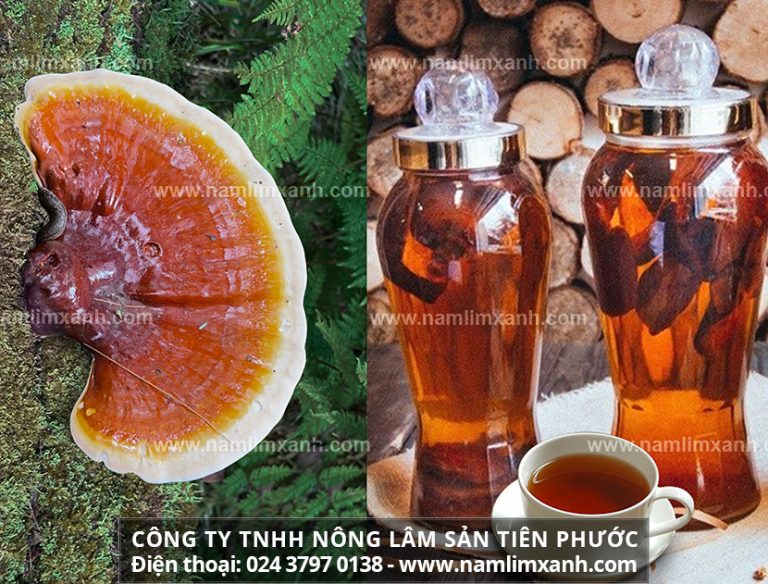 Nấm lim xanh cổ truyền tác dụng gì tăng cường sinh lực phái mạnh