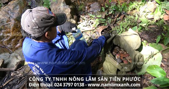 Nấm lim xanh đã có tác dụng khả quan trong việc hỗ trợ điều trị các bệnh ung thư xương