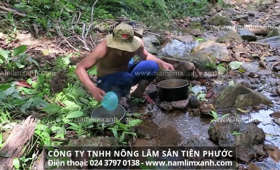 Nấm lim xanh đã qua chế biến, độc tố loại bỏ hoàn toàn