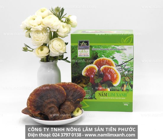 Nấm lim xanh điều trị bệnh ung thư cho kết quả khả quan