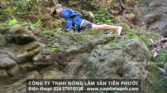 Nấm lim xanh điều trị hiệu quả ung thư hạch