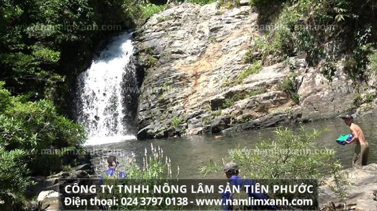 Nấm lim xanh điều trị rối loạn mỡ máu và cách dùng nấm lim chữa bệnh