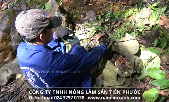 Nấm lim xanh được sử dùng để hỗ trợ điều trị, điều trị ngăn ngừa sự hình thành và phát triển của các tế bào u mới