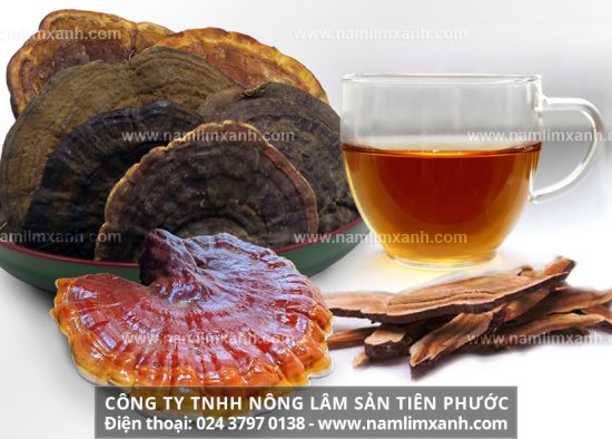 Nấm lim xanh được sử dụng để hỗ trợ điều trị những căn bệnh nào