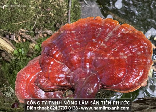 Nấm lim xanh giá bao nhiêu 1kg đúng nấm lim xanh rừng Tiên Phước