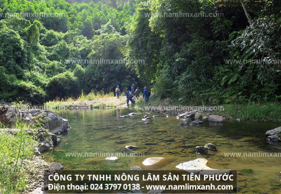 Nấm lim xanh giá bao nhiêu trên thị trường