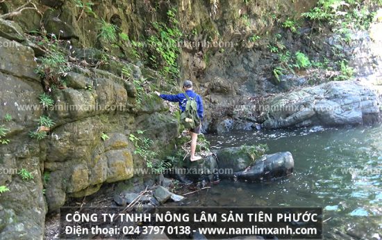 Nấm lim xanh giả không có công dụng hỗ trợ điều trị bệnh