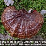 Nấm lim xanh giá rẻ với cái bẫy từ nấm lim xanh trồng Trung Quốc