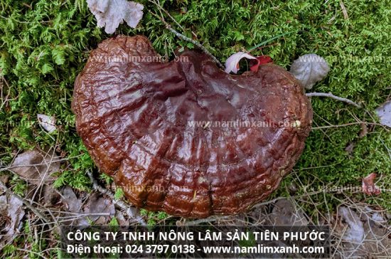 Nấm lim xanh giá rẻ với cái bẫy từ nấm lim xanh trồng Trung Quốc