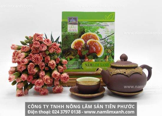 Nấm lim xanh giúp giảm tác dụng phụ sau hóa trị và xạ trị ung thư