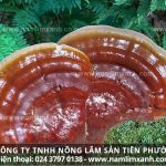 Nấm lim xanh hỗ trợ điều trị bệnh gan từ cách dùng đúng liều lượng