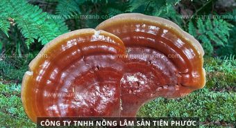 Nấm lim xanh hỗ trợ điều trị bệnh gan từ cách dùng đúng liều lượng