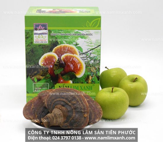 Nấm lim xanh hỗ trợ điều trị bệnh ung thư đại tràng