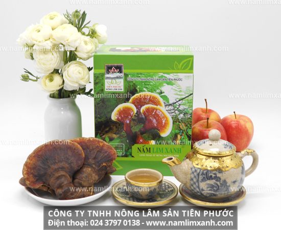 Nấm lim xanh hỗ trợ điều trị căn bệnh ung thư mở ra hy vọng mới