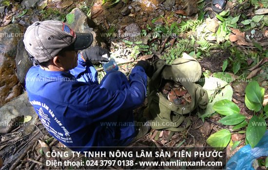 Nấm lim xanh hỗ trợ điều trị ung thư đại tràng hiệu quả