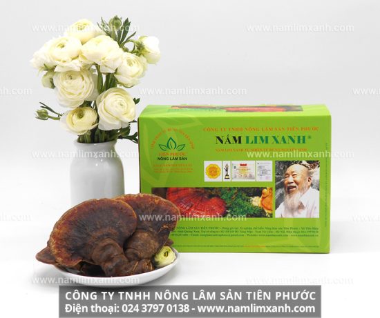 Nấm lim xanh hỗ trợ điều trị ung thư gan