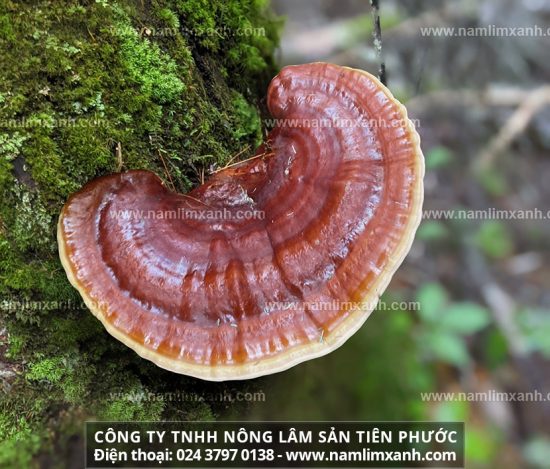 Nấm lim xanh hỗ trợ điều trị ung thư là liệu pháp từ đông y cổ truyền