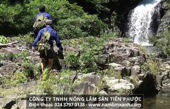 Nấm lim xanh hỗ trợ điều trị ung thư vú hiệu quả