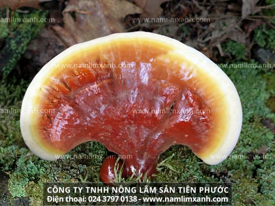 Nấm lim xanh là gì và tác dụng thành phần dược chất của nấm lim rừng