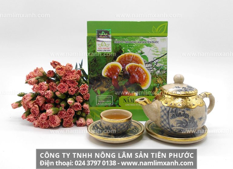 Nấm lim xanh là thảo dược phòng chống ung thư gan hiệu quả