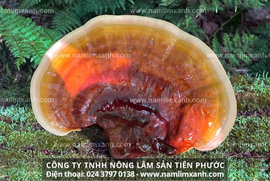 Nấm lim xanh là thảo dược quý, có công dụng trong hỗ trợ điều trị ung thư