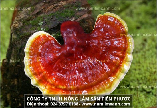 Nấm lim xanh là thảo dược quý hiếm mang nhiều lợi ích cho sức khỏe