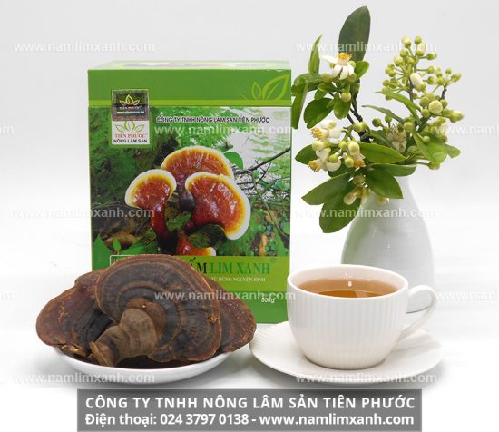 Nấm lim xanh mọc trên gỗ cây lim xanh đã chết trong các rừng nguyên sinh ở Tây Nguyên, Trường Sơn