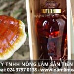 Nấm lim xanh ngâm rượu có tác dụng gì và cách ngâm rượu nấm lim