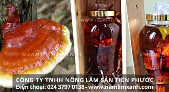 Nấm lim xanh ngâm rượu có tác dụng gì và cách ngâm rượu nấm lim