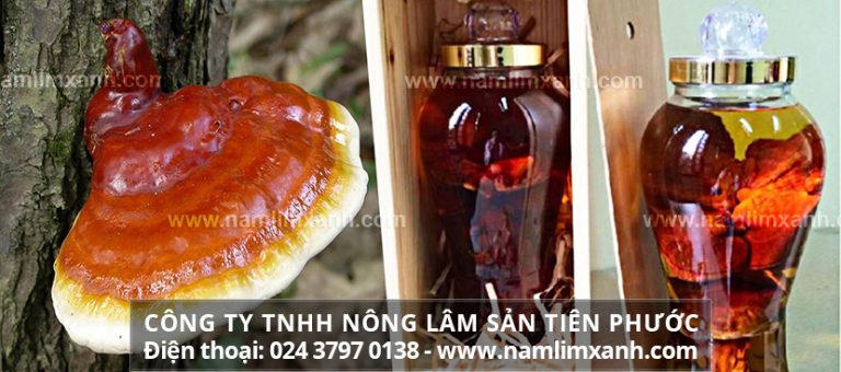 Nấm lim xanh ngâm rượu có tác dụng gì và cách ngâm rượu nấm lim