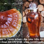 Nấm lim xanh ngâm rượu và công dụng bất ngờ sức khỏe sinh lực