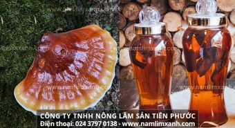 Nấm lim xanh ngâm rượu và công dụng bất ngờ sức khỏe sinh lực