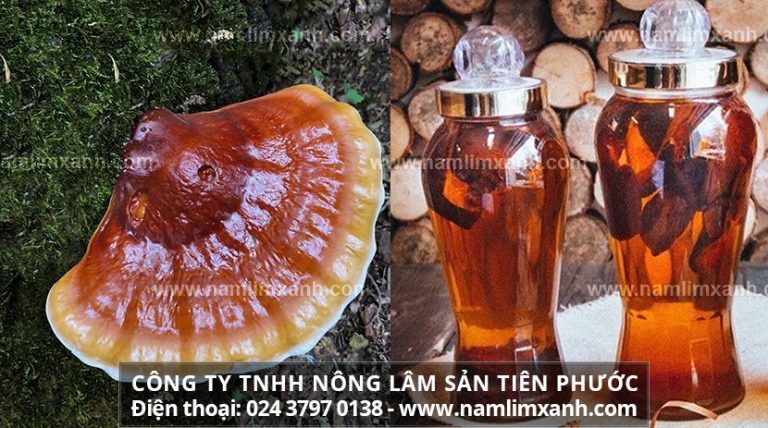 Nấm lim xanh ngâm rượu và công dụng bất ngờ sức khỏe sinh lực