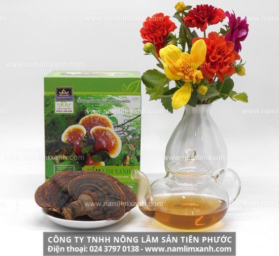 Nấm lim xanh rừng công ty Tiên Phước với tác dụng và cách dùng chuẩn