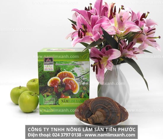 Nấm lim xanh rừng điều trị bệnh gan