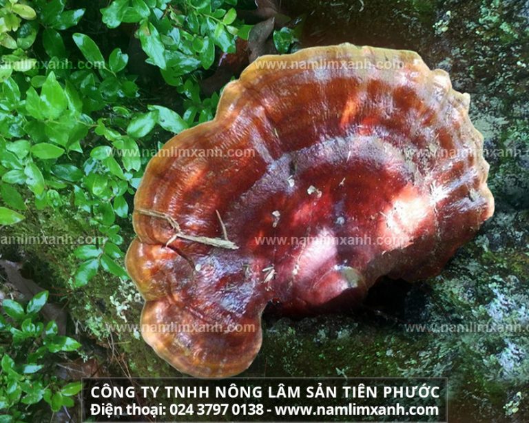 Nấm lim xanh rừng hỗ trợ điều trị bệnh và giúp tăng cường sức khỏe