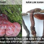 Nấm lim xanh thật giả cách phân biệt chọn mua nấm lim xanh rừng