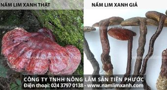 Nấm lim xanh thật giả cách phân biệt chọn mua nấm lim xanh rừng