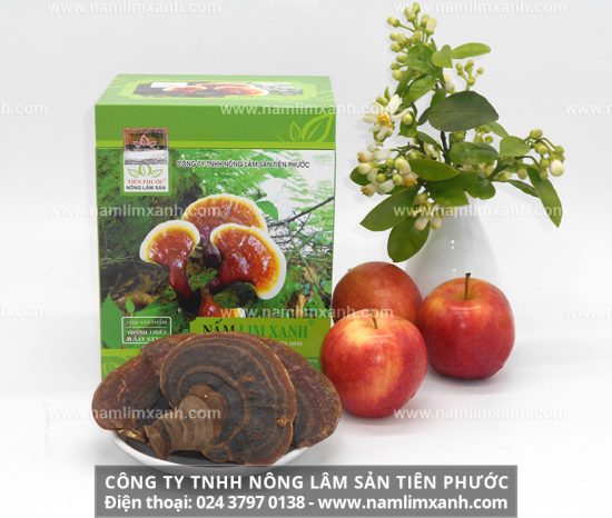 Nấm lim xanh thiên nhiên Quảng Nam mọc trên gốc cây lim xanh