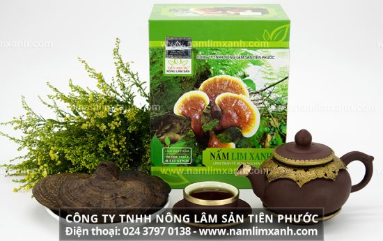 Nấm lim xanh thiên nhiên có nhiều công dụng điều trị bệnh