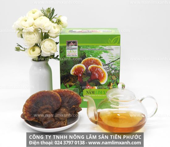 Nấm lim xanh thường mọc trên thân gỗ lim mục ruỗng