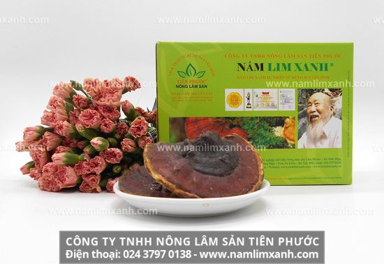 Nấm lim xanh tự nhiên có công dụng rất lớn trong việc hỗ trợ điều trị bệnh ung thư