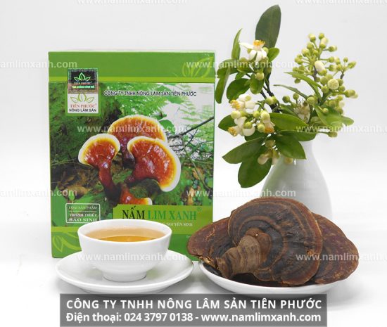 Nấm lim xanh tự nhiên có tác dụng ngăn ngừa ung thư phổi