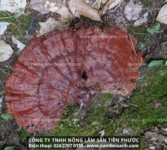 Nấm lim xanh tự nhiên khan hiếm giá bán hỗn loạn trên thị trường