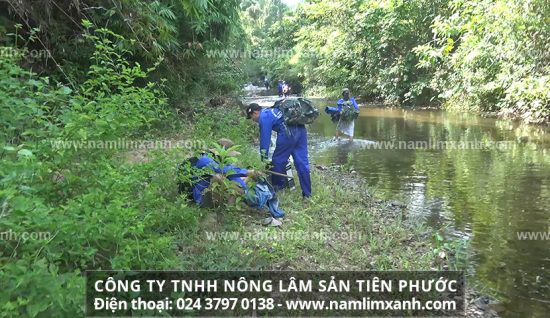 Nấm lim xanh tự nhiên thường được đánh giá có hàm lượng dược chất cao hơn nhiều lần so với nấm lim xanh giả và nấm tự trồng