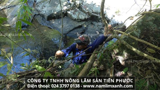 Nấm sẽ được sử dụng với liều lượng thích hợp và đun với nước uống hằng ngày