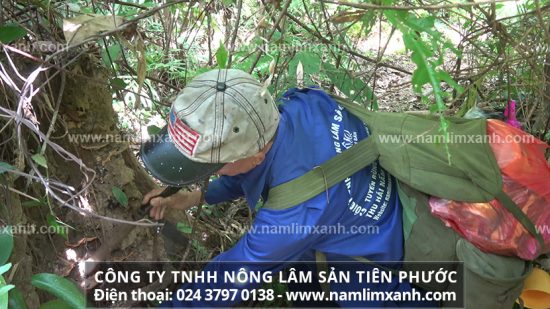 Nên sử dụng nấm lim xanh đã qua chế biến bằng phương pháp gia truyền