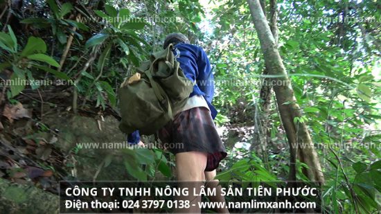 Ngâm rượu nấm lim xanh nhằm tăng cường sinh lực