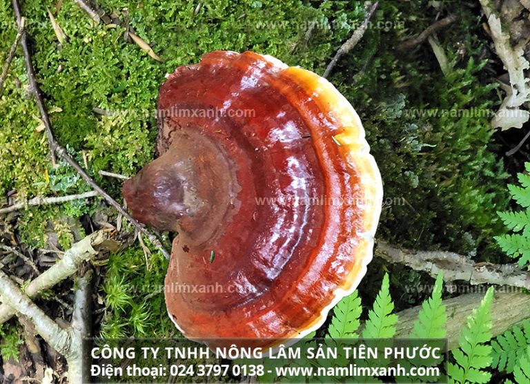 Ngăn ngừa bệnh gan tiềm ẩn từ nấm lim xanh cổ truyền Tiên Phước