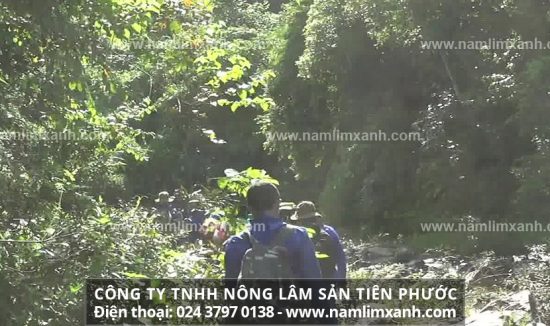 Người tiêu dùng hãy lựa chọn cho mình một địa chỉ mua nấm lim xanh tin cậy.